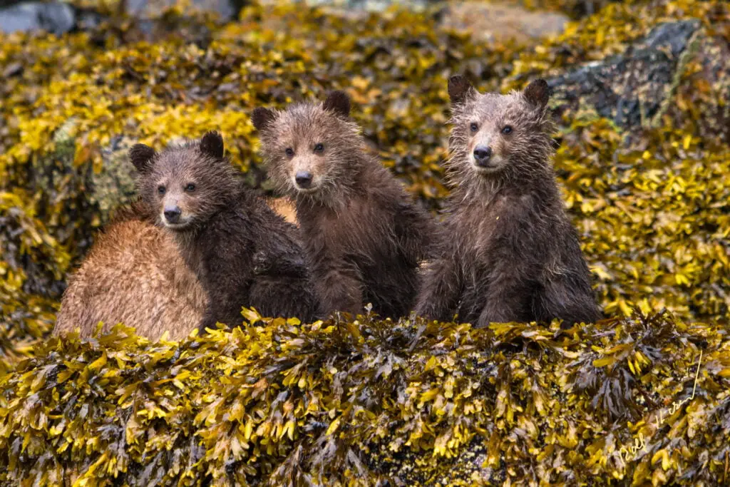 Cute Grizzly Bear Cubs