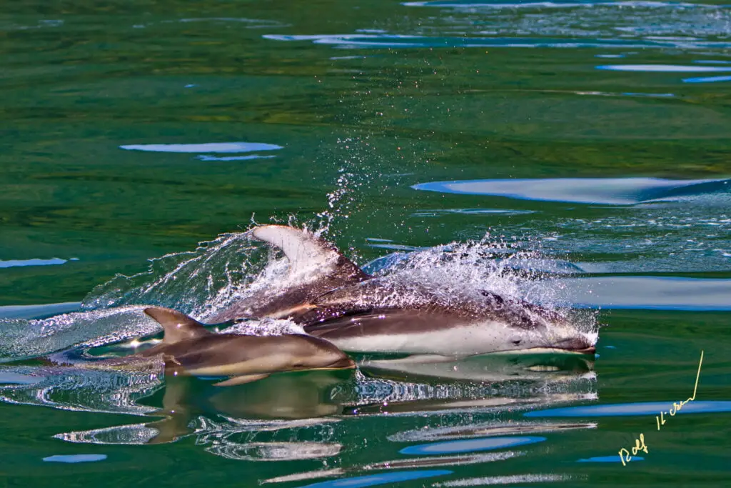 Dolphin Mom with Baby