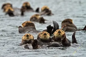 Sea Otter Raft