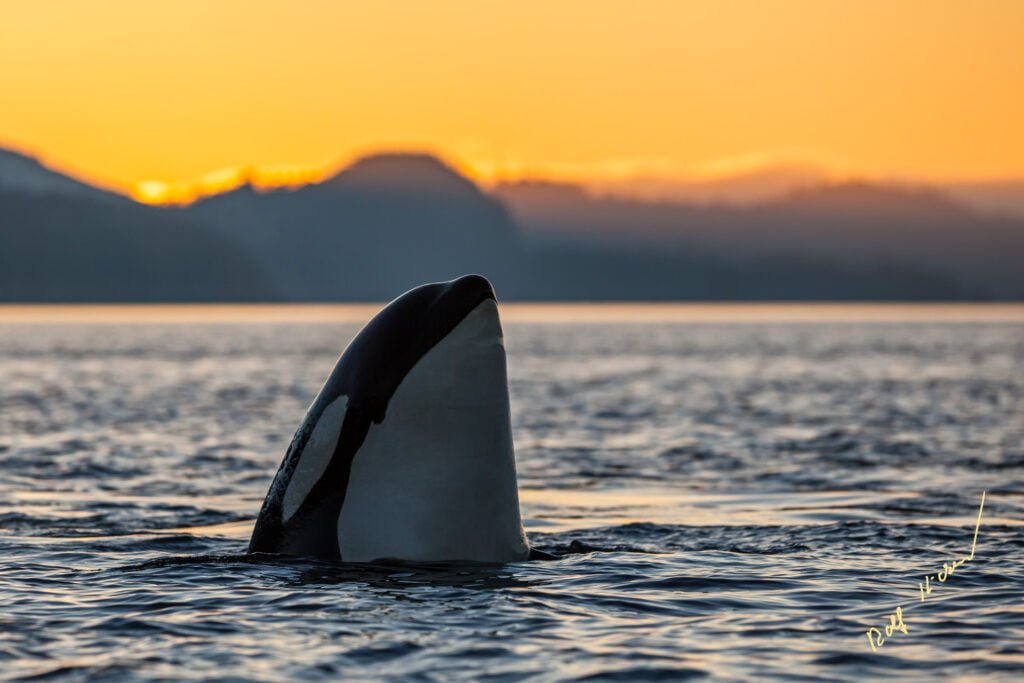 Orca spy hopping at sunset