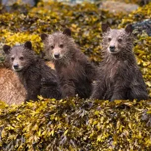 Grizzly bear watching Knight Inlet