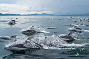 Dolphin Superpod