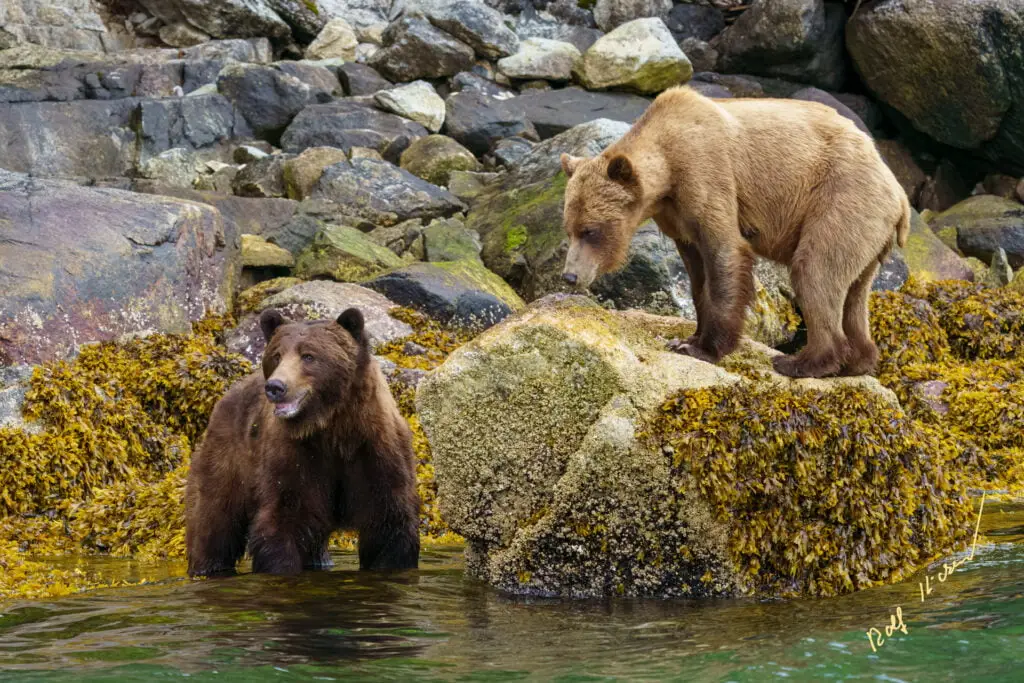 grizzly bears knight inlet