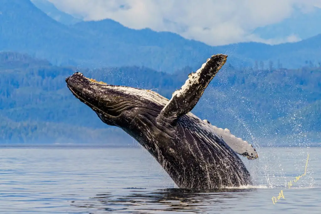 Family photo tour Broughton Archipelago