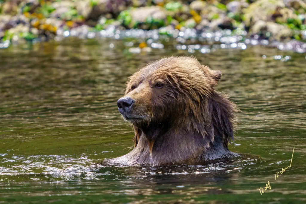 grizzly bear bathing knight inlet