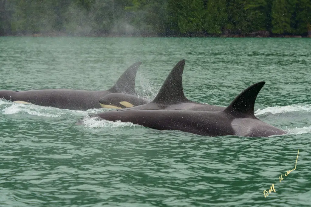 Orca whales knight inlet