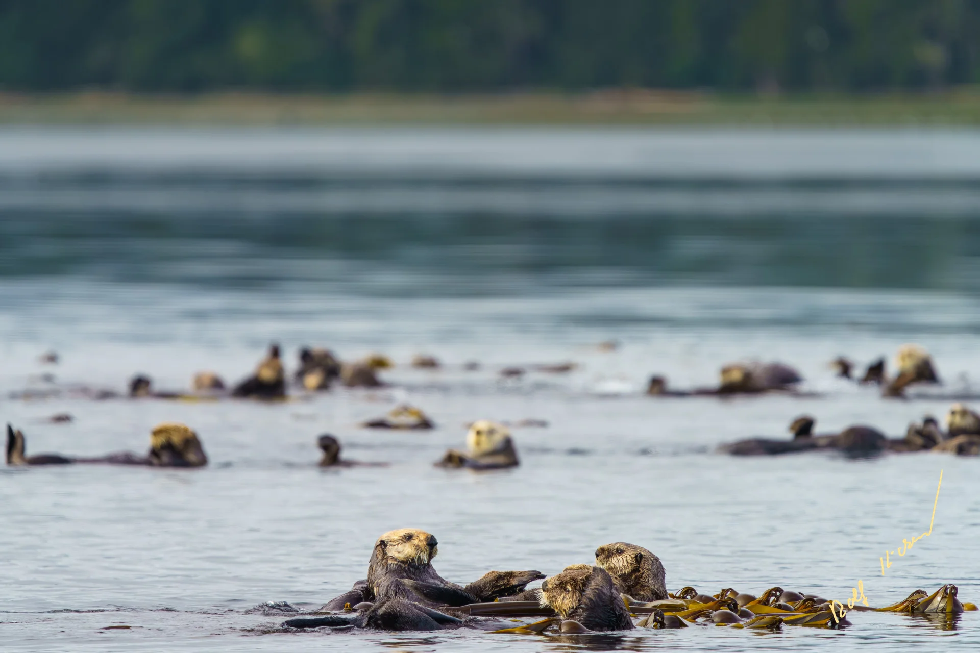 Sea Otter Raft