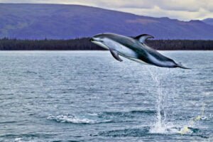 High Jumping Dolphin