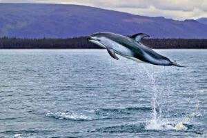 High Jumping Dolphin