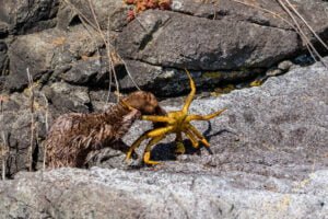 American Mink Broughton