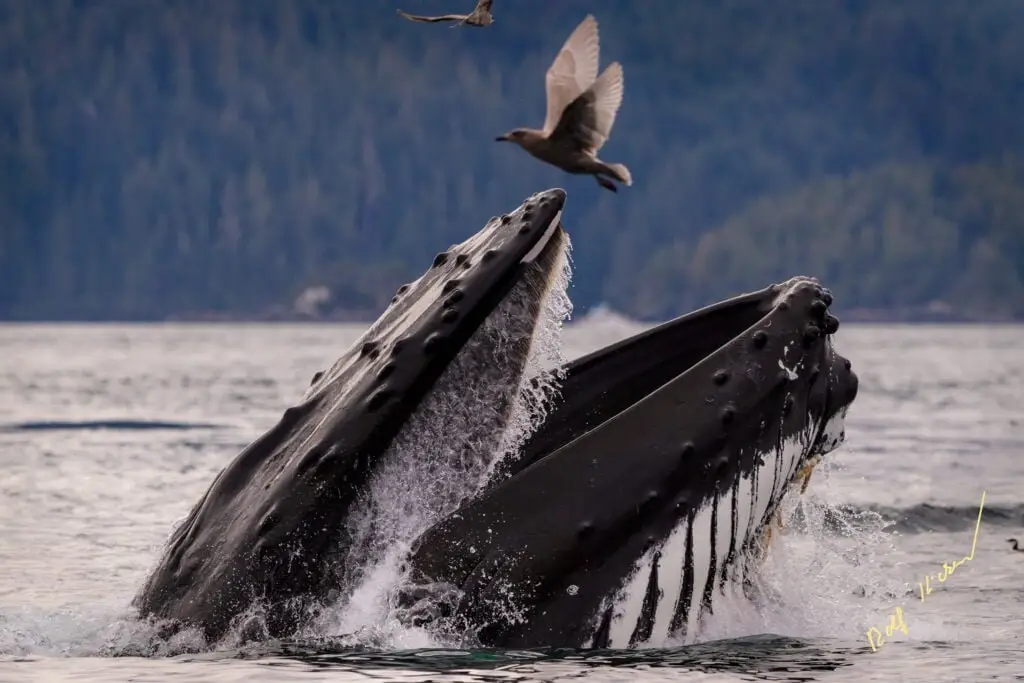Humpback Whale Lunge Feeding