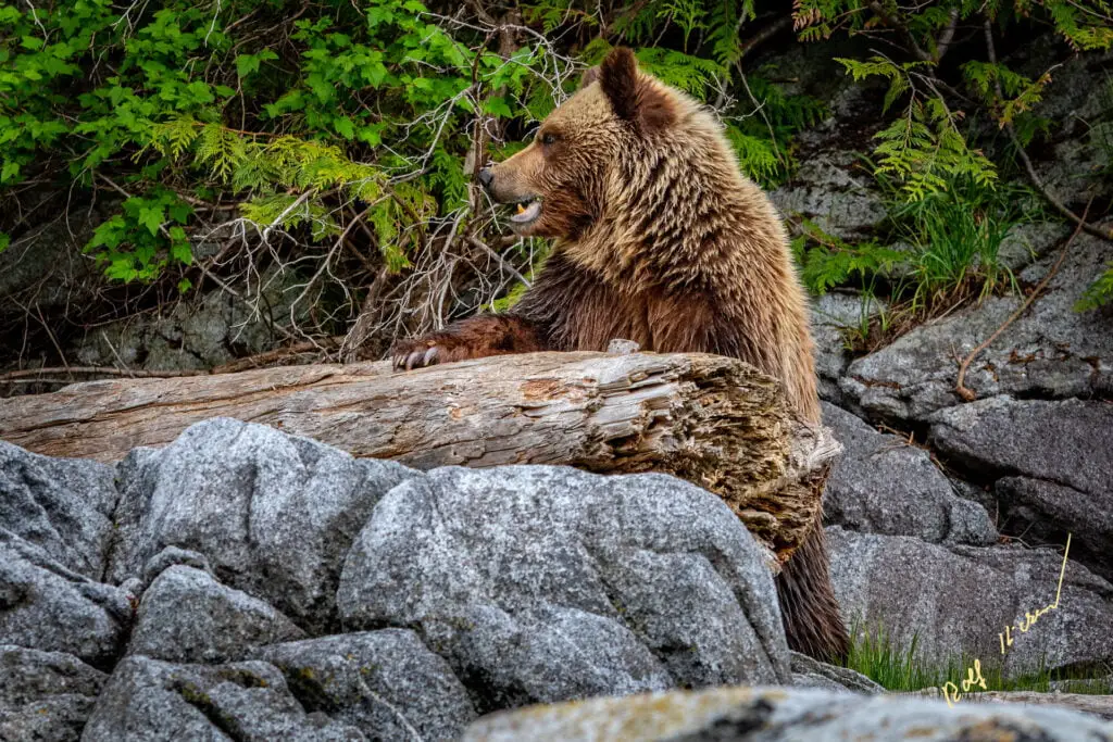 Grizzly bear watching the shoreline
