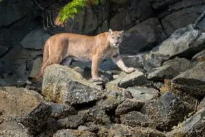 Cougar Broughton Archipelago
