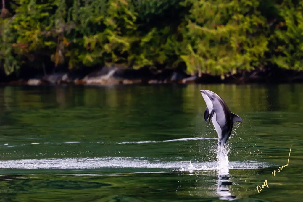 Jumping Dolphin family photo tour