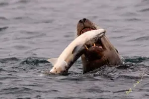 Steller Sea Lion Eating Salmon