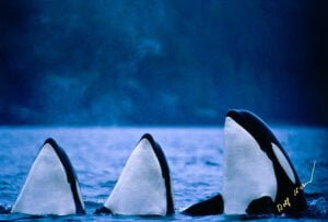 Triple Orca Spyhop