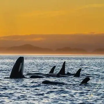 Family whale watching photo tour