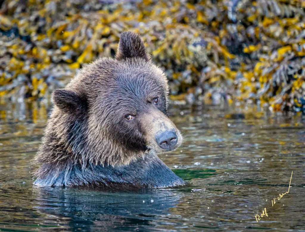 Cute Grizzly Bear Bathing