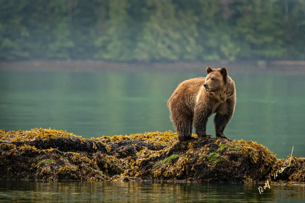 grizzly bear watching knight inlet