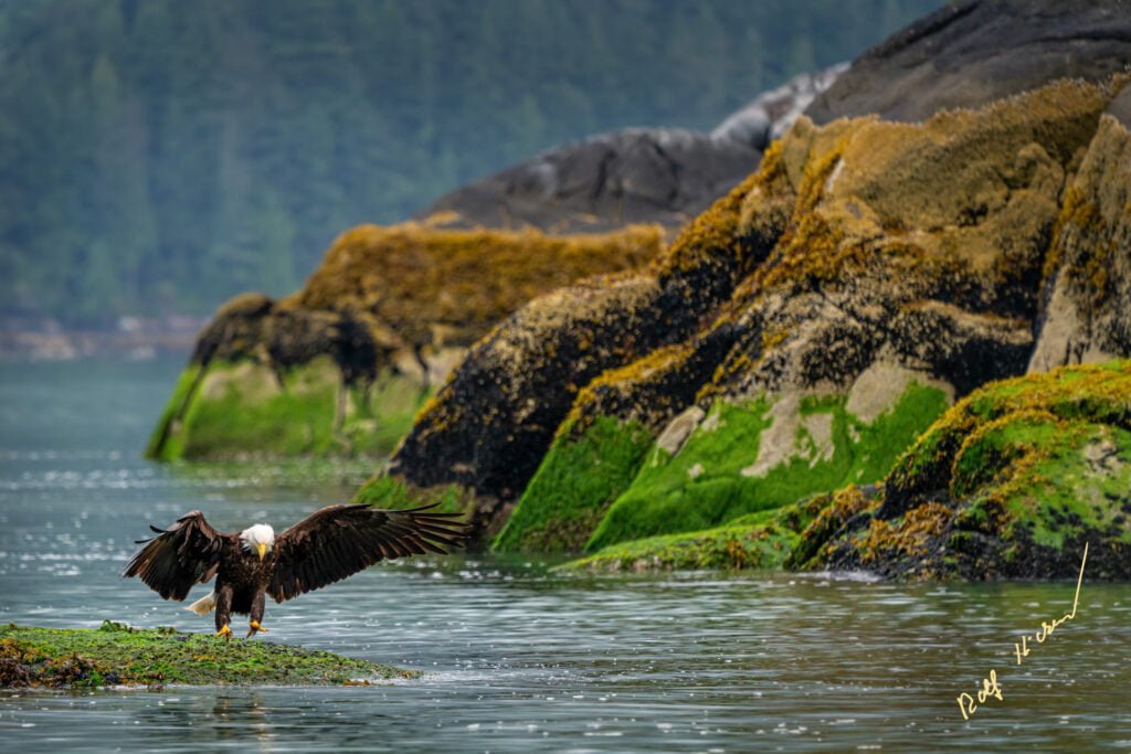 Bald Eagle in Knight Inlet