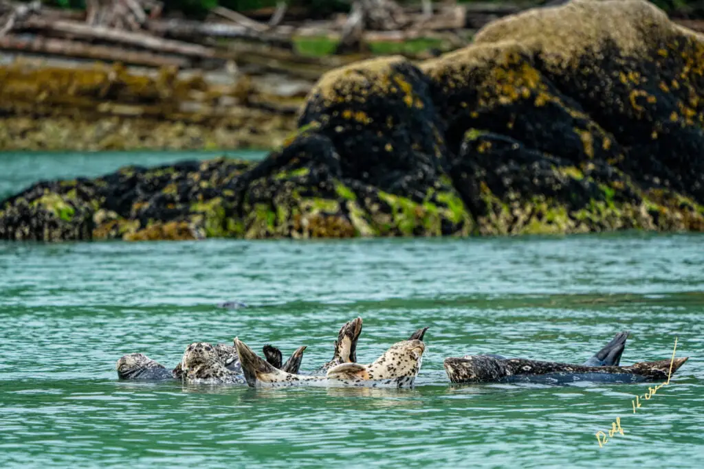 Seals wildlife tour knight inlet