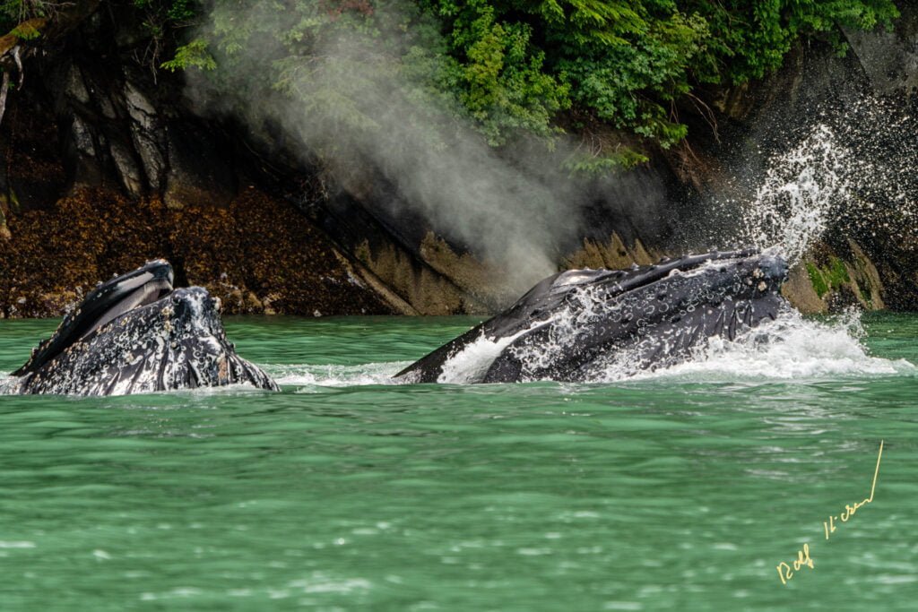 wildlife watching knight inlet
