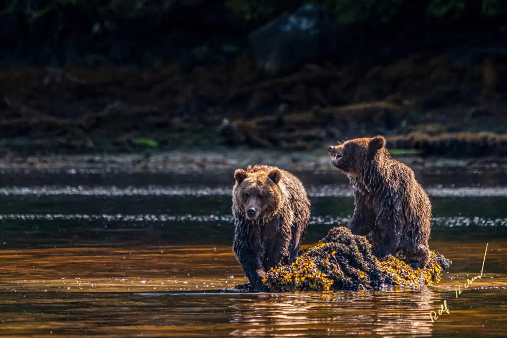 bear watching knight inlet