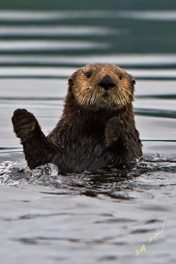 Sea Otter waving on family tour