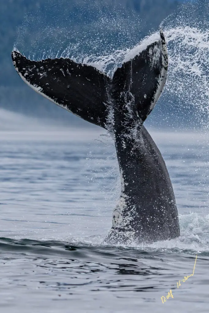 Humpback Whale Fluke Photo Tour