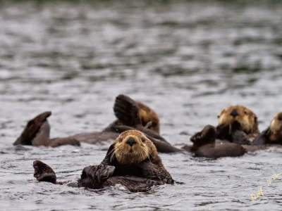 Raft of sea otters drifting in Quatsino Sound along the western Vancouver Island shoreline, British Columbia, Canada.