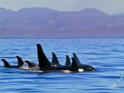 Family pod of northern resident fish eating orca whales (killer whales, Orcinus orca) resting in a resting line in Queen Charlotte Strait with the British Columbia Coast Mountains in the background, on a clear blue sky day, British Columbia, Canada.