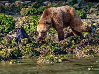 Grizzly bear foraging at low tide along the tideline in Knight Inlet, First Nations Territory, British Columbia, Canada