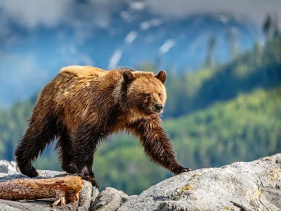 Grizzly Bear Knight Inlet